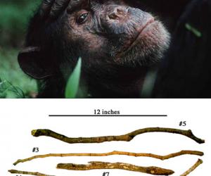 name of the space in between the chimps tooth