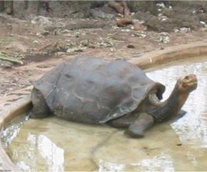 last pinta island tortoise