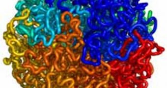 Researchers theorize that DNA molecules inside the cell nucleus are packed into a compact, unknotted structure called a fractal globule (shown above)
