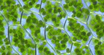 Plant cells with visible chloroplasts (from a moss). These structures are directly involved in photosynthesis