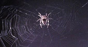 The first microgravity spiderweb constructed on the ISS by the Arabella spider