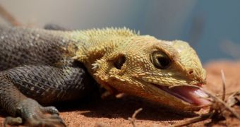 Lizards use their third eye to navigate by the Sun