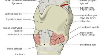 A sketch of the human "voice box," or larynx