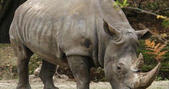 Kenya readies to implant microchips in rhinos