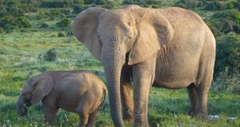 1,000 soldiers are sent to protect Africa's elephants