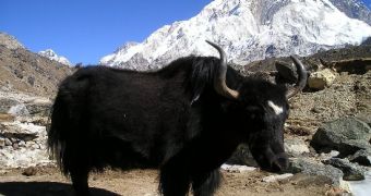 1000 Yaks Found in Tibetan Park