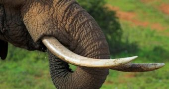 638 elephant tusks were seized by authorities in Kenya this past Tuesday