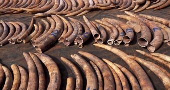Authorities in Hong Kong confiscate 1,209 elephant tusks