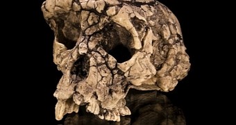 Skull of Sahelanthropus tchadensis, one of the earliest members of the hominin line