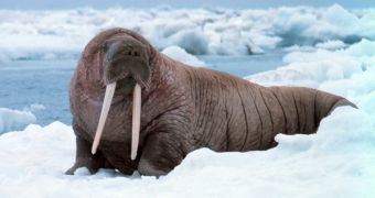 Thousands of walruses show up in northwest Alaska