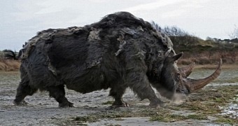 The first woolly rhinos walked the Earth 350,000 years ago