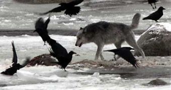 Ravens and wolf at a kill