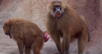 Pair of hamadryas baboons