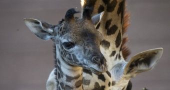 Baby Masai giraffe born at San Diego Zoo on December 22