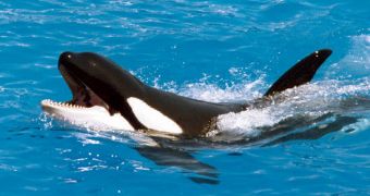 10-month-old orca dies in captivity, PETA is outraged