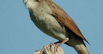 10 Things About Bird Songs