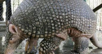 Giant armadillo (Priodontes giganteus), the largest species