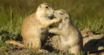 Two black-tailed prairie dogs kissing