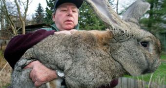 German Gray Giant rabbit (this is real!)