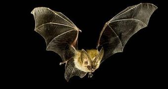 Heatwave kills thousands of bats in Queensland, Australia