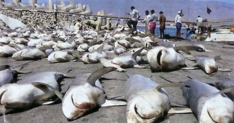 100 million sharks die on a yearly basis, many are killed by fishermen
