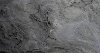 Fossilized bird footprint discovered in Australia is believed to be at least 100 million years old