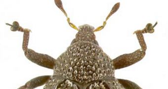 New beetle species named Trigonopterus echinus (click to see full image)