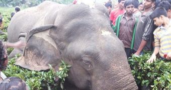 Dangling electric wire kills elephant in Assam, India