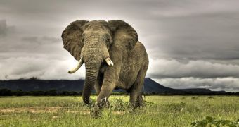Entire family of elephants is slaughtered by poachers in Kenya