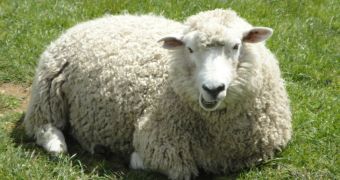 4 men face legal charges after stealing 11 sheep and ill-treating them