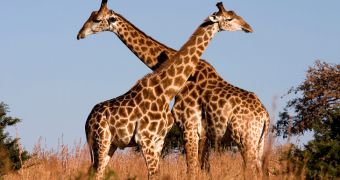 12-Year-Old Giraffe Dies, the Cause Remains a Mystery