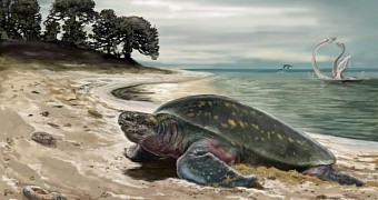Artist's rendering of the ancient sea turtle