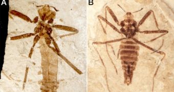 Researchers unearth the remains of an ancient flea species