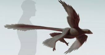 Newly discovered predatory dinosaur had four wings, long tail feathers