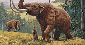 13,000-Year-Old Mastodon Bone Found by Boys in Their Backyard
