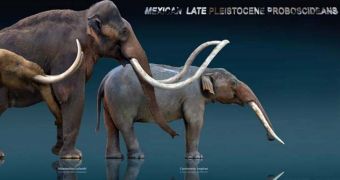 Image shows what a gomphothere (right) looked like when compared to a mastodon (left) and a mammoth (center)