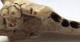 Ancient dog jaw