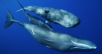Pod of 14 sperm whales (not pictured) spotted in the Firth of Forth