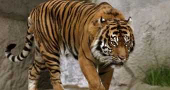 Sumatran tiger at Israel zoo (not pictured) hopes acupuncture will treat its ear infection