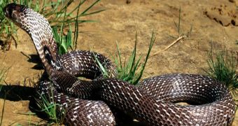 Oversized king cobra captured and released back into the wild in India