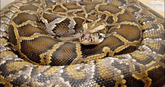 The giant python was so strong that he crushed the man alive