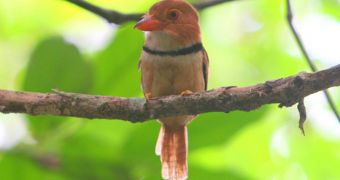 Collared puffbird discovered in the Amazon
