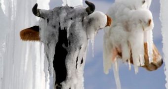 Professor uses severed cow heads to create ice sculpture