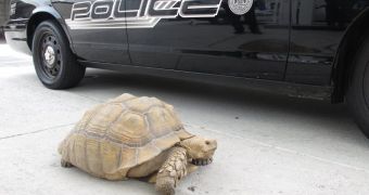 Police officers in Alhambra, US, detain tortoise found wandering the city's streets