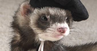 Ferret farm gets fined for abusing the animals in its care