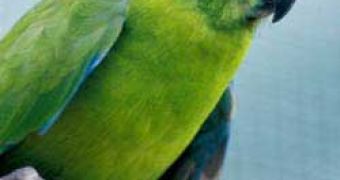 16 Bird Species Saved by Conservation Efforts
