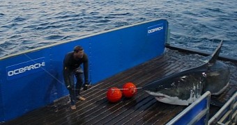 16-Foot (4.8-Meter) Great White Spotted Off the Cost of New Jersey, US