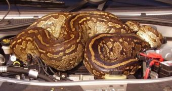 16-Foot Long Python Hitches a Ride with Terrified Couple