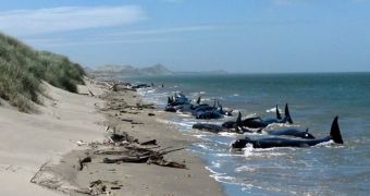 28 pilot whales beach in New Zealand, 16 must be euthanized after 12 of them die of natural causes
