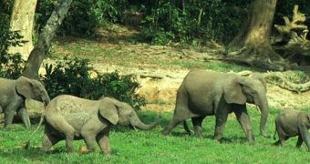 Conservationists fear another elephant massacre in Congo